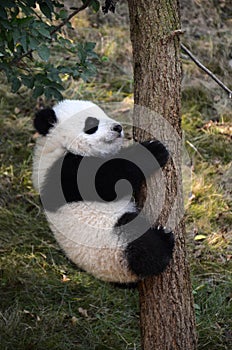 Giant Panda Kung Fu Panda Cute Panda China National Treasure Wolong National Nature Reserve Chengdu, Sichuan