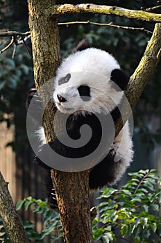 Giant Panda Kung Fu Panda Cute Panda China National Treasure Wolong National Nature Reserve Chengdu, Sichuan