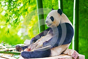 A giant panda lazily sits there