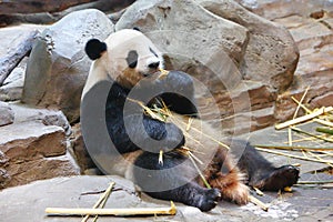 A giant panda lies eating bamboo in the zoo