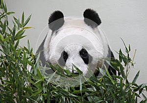 Giant Panda looking at camera from behind bamboo