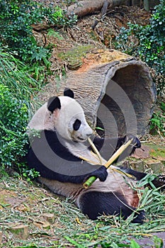 Giant panda lying down while enjoying eating her evening bamboo snack