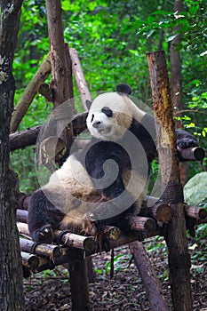 Giant Panda lying down on wood in Chengdu, Sichuan Province, China