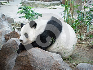 Giant Panda lying on a rock resting