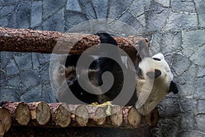 A giant panda lying on wooden construction of aviary and playing it selves. Cute animals of China. photo