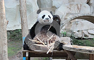 Giant Panda, named Chuang Chuang, in Chiangmai Zoo, Thailand