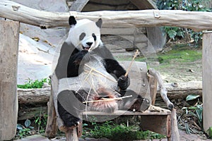 Giant Panda, named Lin Hui, in Chiangmai Zoo, Thailand