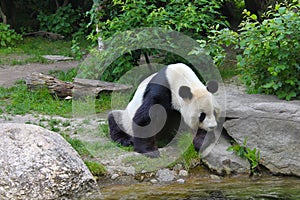 Giant panda near the river in wildlife