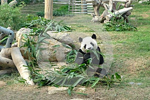 Gigante pabellón en naturaleza verde chino los animales jardín zoológico bambú la jungla alimentación comida romper 