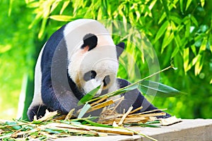 A giant panda picks up bamboo