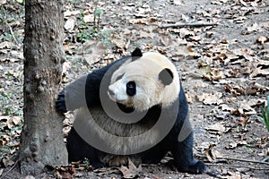 A giant panda play beside the tree