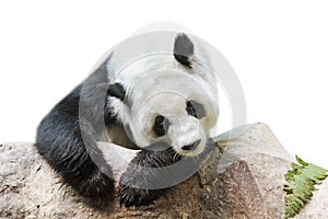 Giant Panda portrait