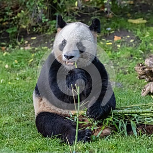 A giant panda, portrait