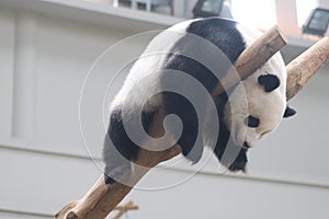 A giant panda relaxing