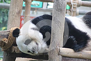 A giant panda relaxing