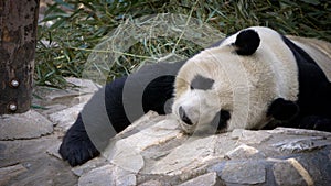 Giant Panda resting at the zoo