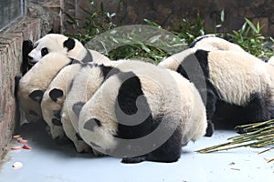 Giant Panda`s Cub eating Bamboo Leaves , Chengdu, China