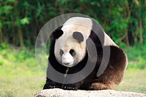 A giant panda scratchs on a rock