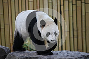 Giant panda