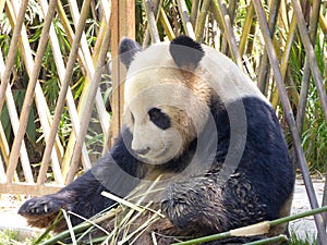 Giant panda at Shanghai wild animal park