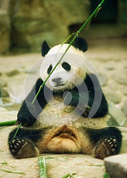 The giant panda sits and holds a bamboo sprig in its paws