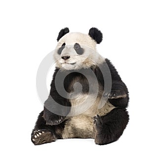 Giant Panda sitting against white background photo