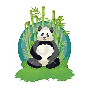 Giant panda sitting, relaxing and smiling with bamboo trees in the background. Black and white bear. Endangered species.