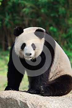 A Giant Panda is sitting on a rock