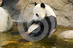 Giant panda sitting in water