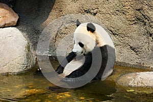 Giant panda sitting in water