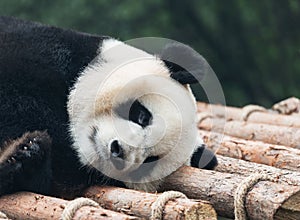 Giant Panda sleeping in the park