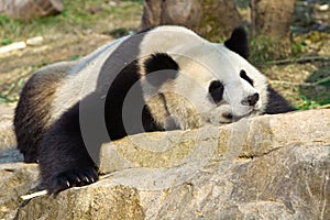 A Giant Panda is sleeping on the rock