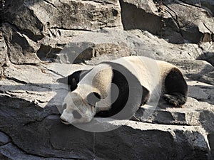 a giant panda sleeping on the rock