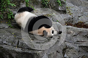 a giant panda sleeping on the rock