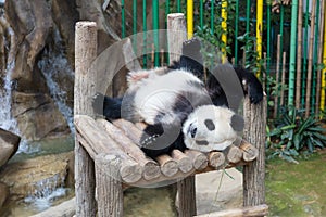 Giant Panda sleeping on wooden platform