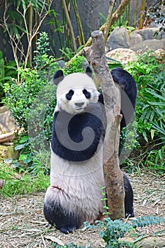 Giant panda standing eating after reaching out for the carrot