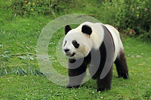 Giant panda photo