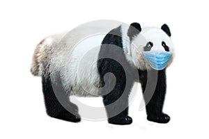 Giant Panda with surgical mask