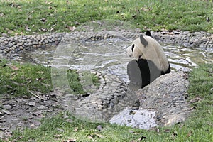 Giant panda taking a bath in a pool