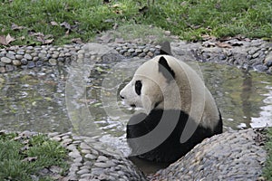 Giant panda taking a bath in a pool