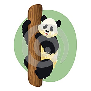 Giant panda on a tree