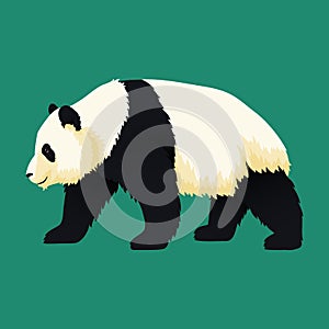 Giant panda walking. Black and white bear. Endangered species.