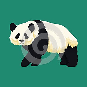 Giant panda walking. Black and white bear. Endangered species.