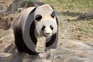 Giant Panda walks on a rock