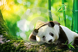 Giant panda wearing a bamboo hat resting in a tree eating bamboo shoots