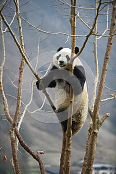 Giant Panda in WoLong Sichuan china