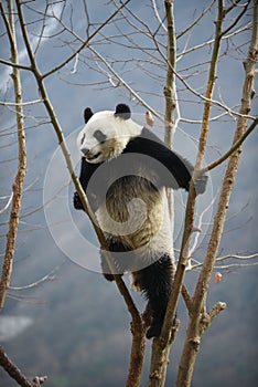 Giant Panda in WoLong Sichuan china