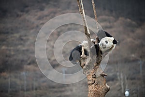 Giant Panda in WoLong Sichuan china