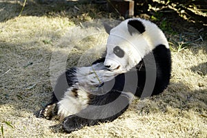 The lazy giant panda is Basking in the sunshine