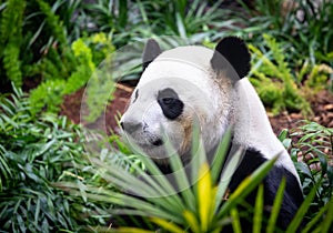 Giant Panda in zoo environment